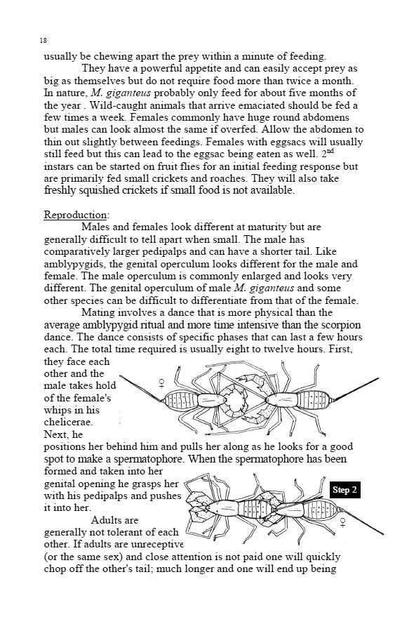 Whipscorpions and Whipspiders: Culturing Gentle Giants