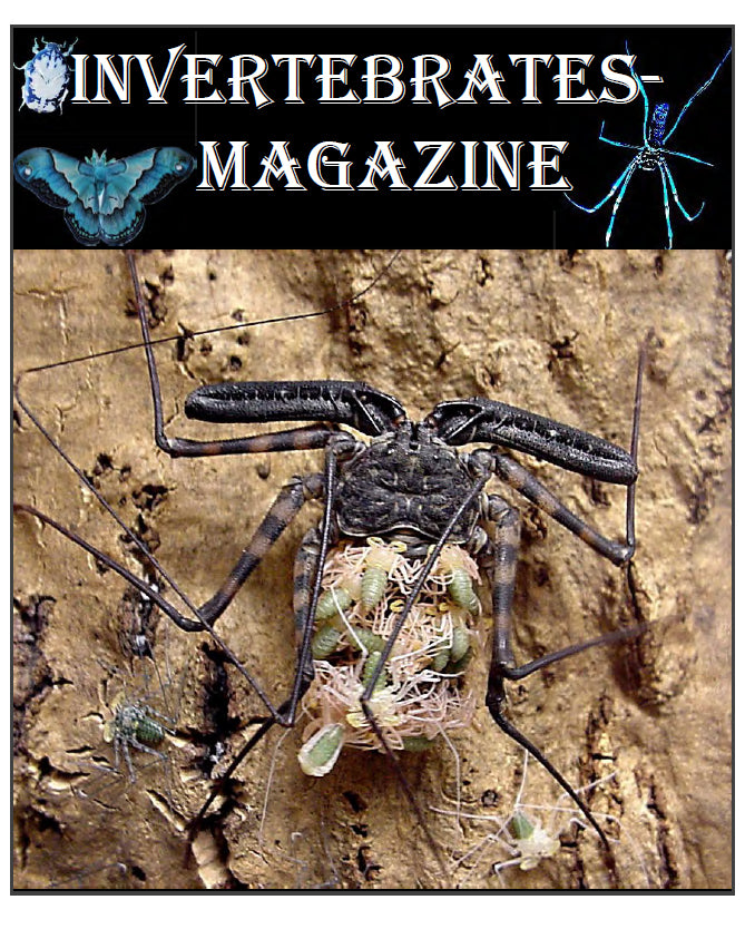 Invertebrates-Magazine (2001-2002)