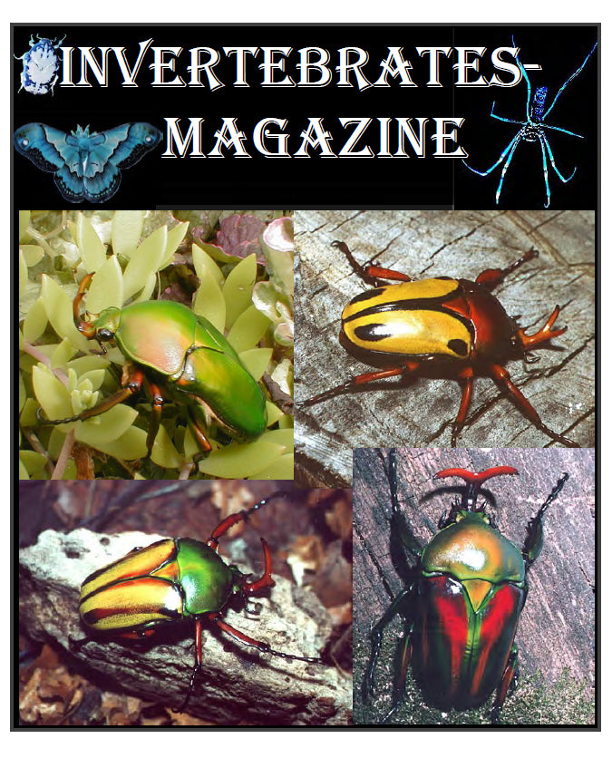 Invertebrates-Magazine (2001-2002)