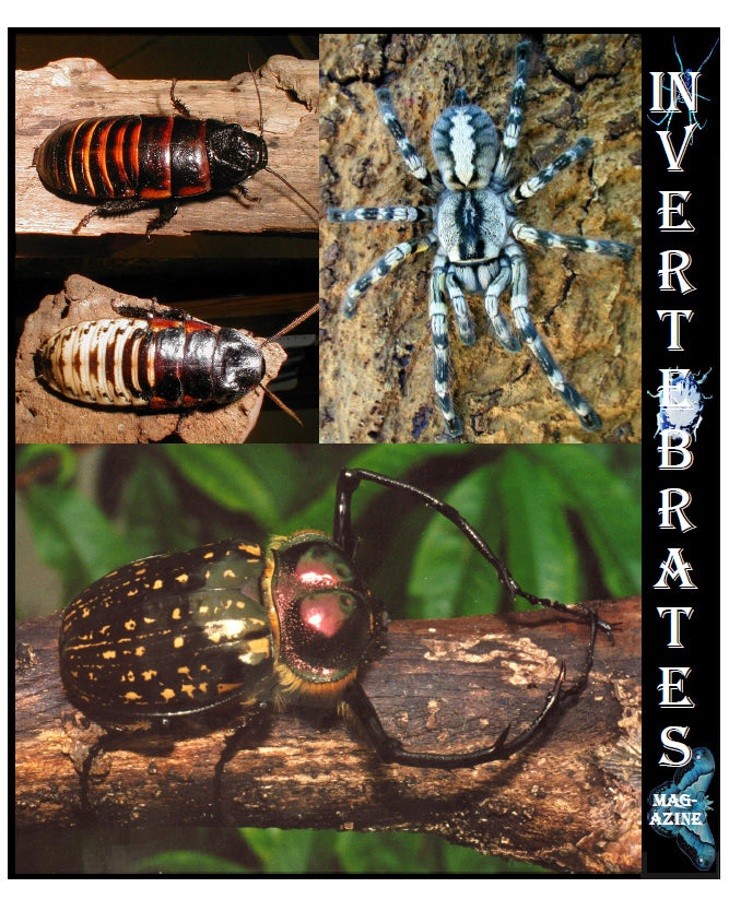 Invertebrates-Magazine (2003)
