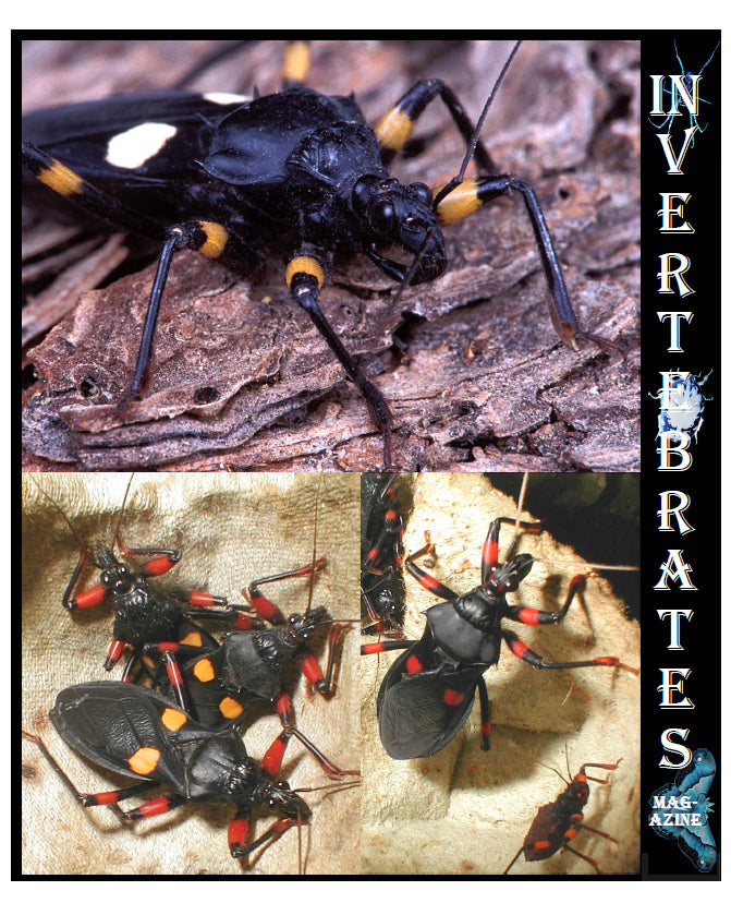 Invertebrates-Magazine (2004)