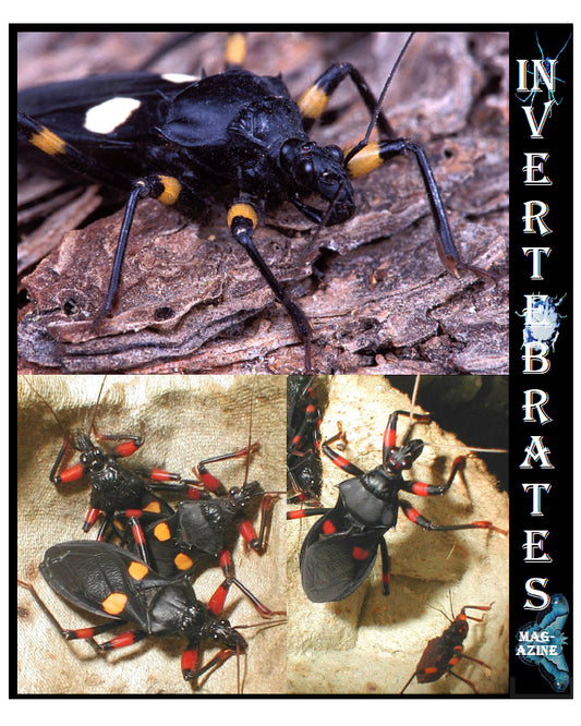 Invertebrates-Magazine (2004)
