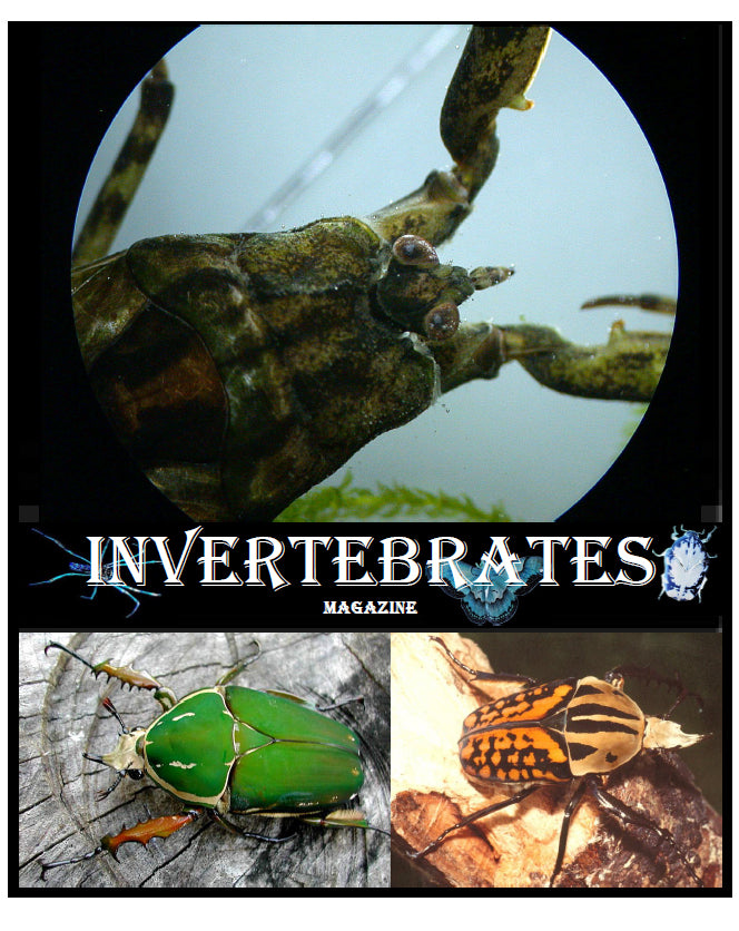 Invertebrates-Magazine (2004)