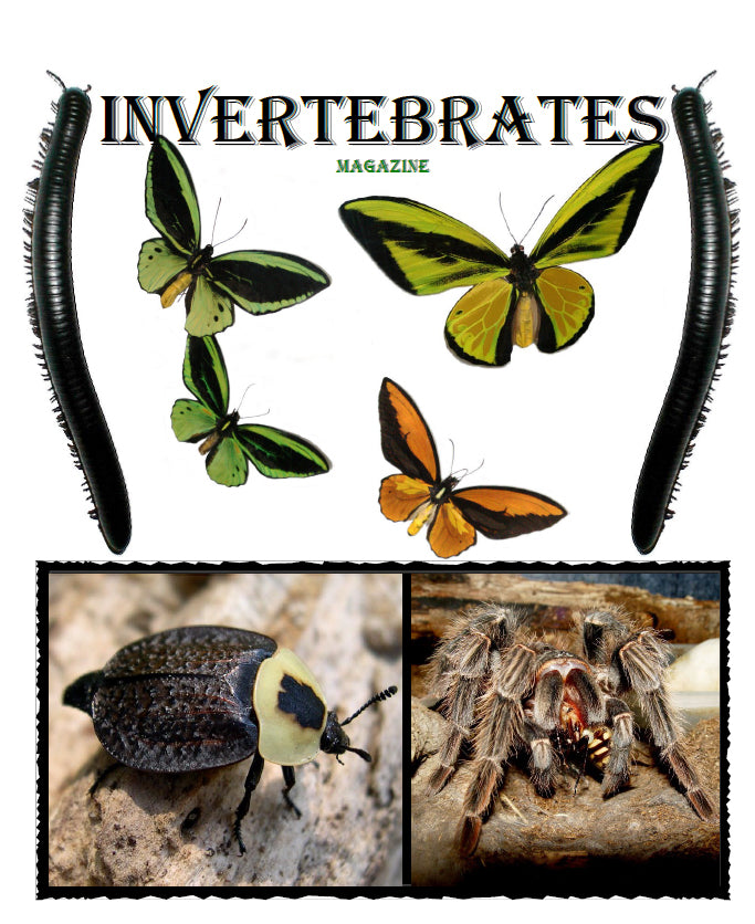 Invertebrates-Magazine (2004)