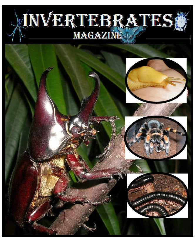 Invertebrates-Magazine (2005)
