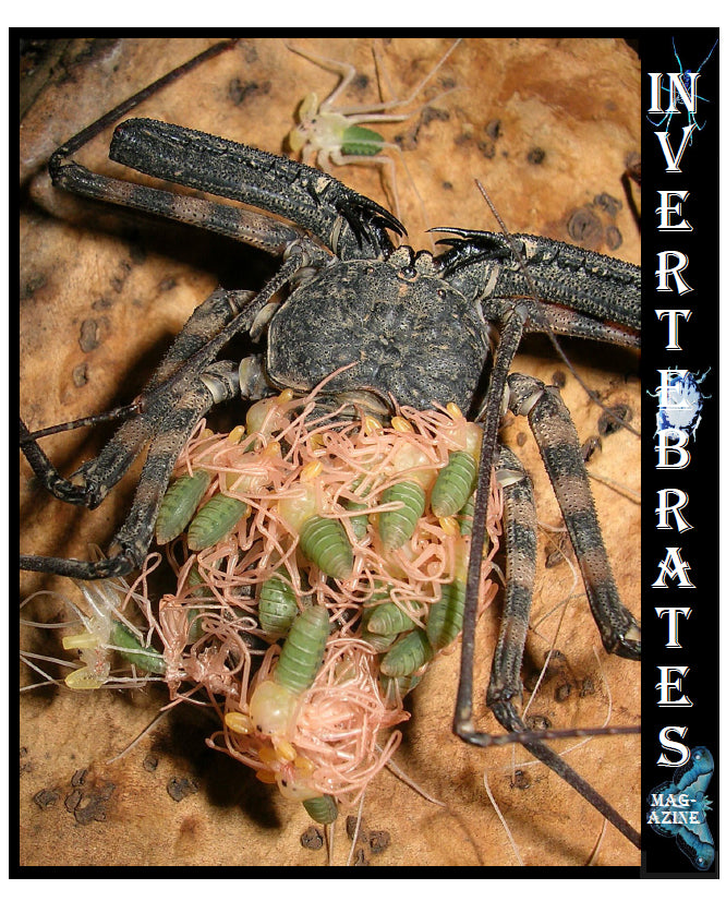 Invertebrates-Magazine (2005)