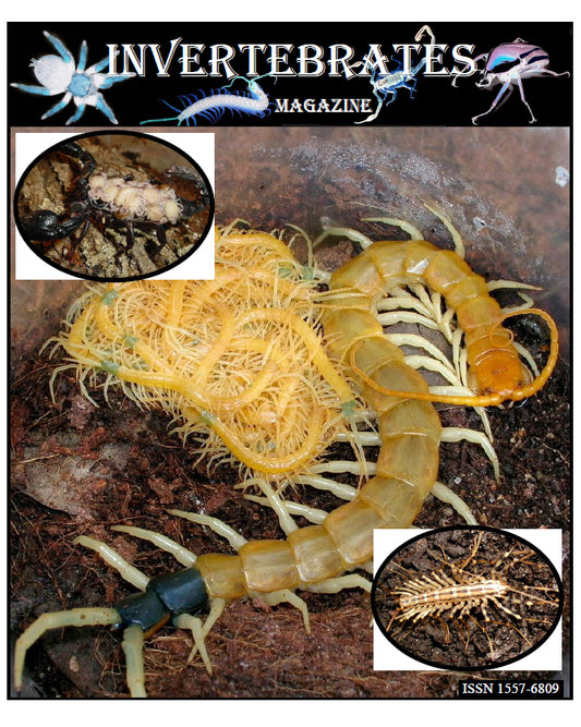 Invertebrates-Magazine (2008)