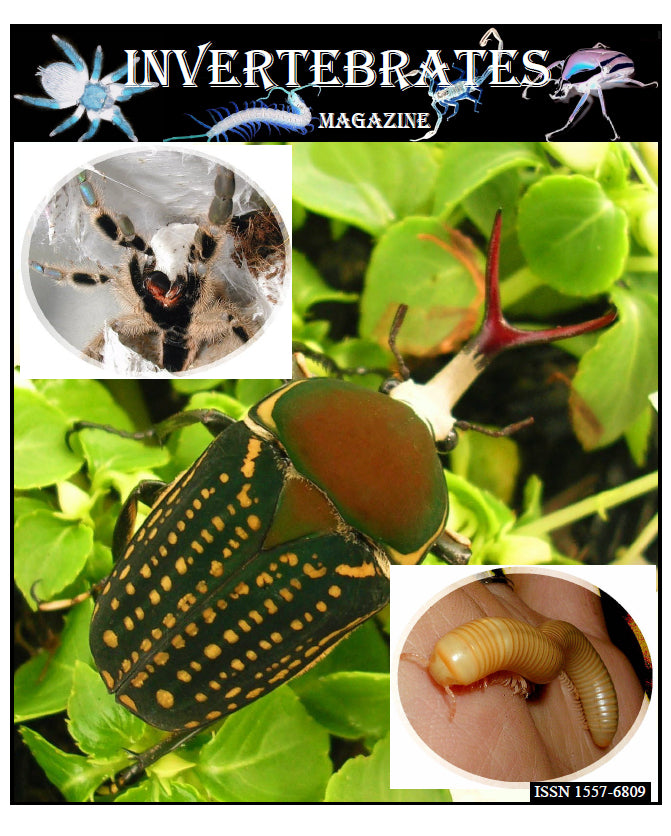 Invertebrates-Magazine (2008)