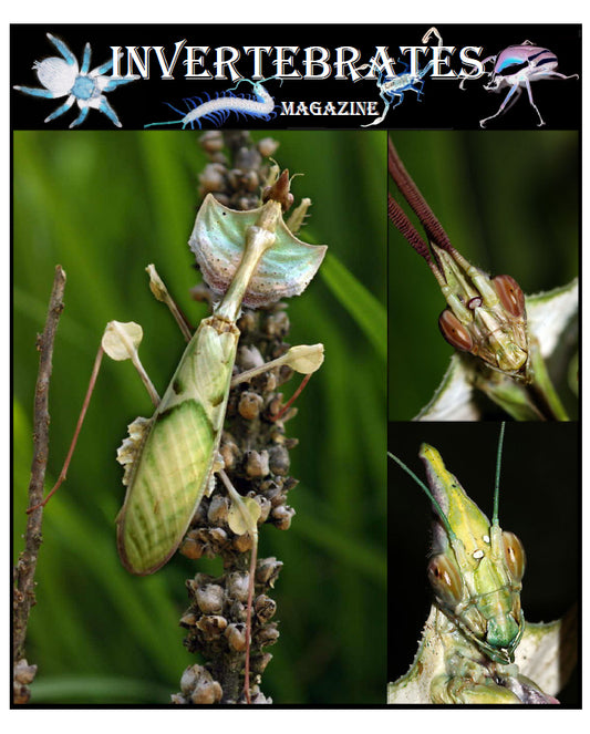 Invertebrates-Magazine (2009)