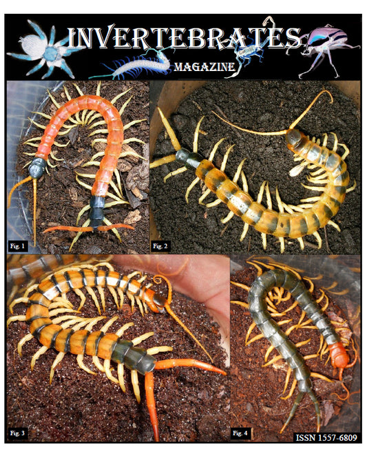 Invertebrates-Magazine (2011)