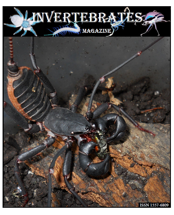 Invertebrates-Magazine (2013)