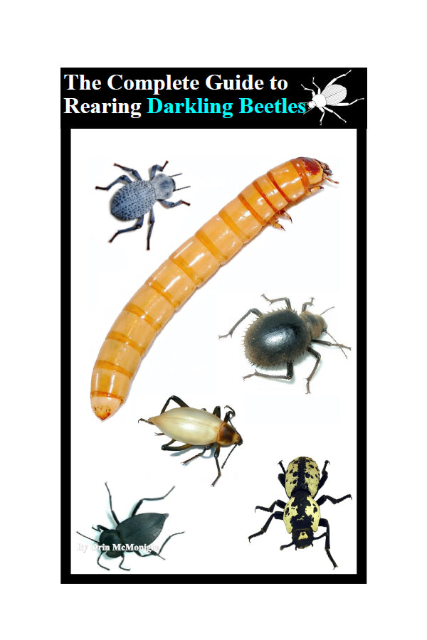 The Complete Guide to Rearing Darkling Beetles