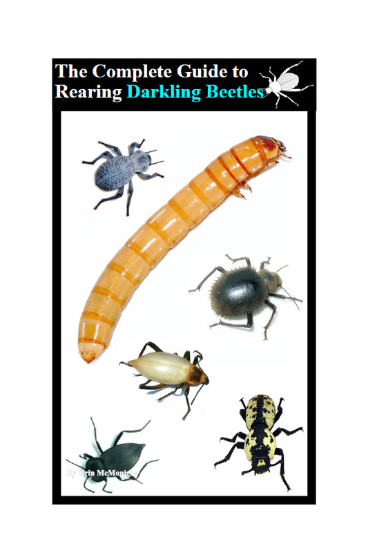 The Complete Guide to Rearing Darkling Beetles