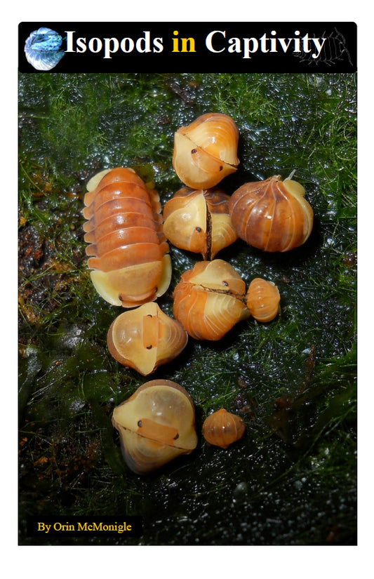 Isopods in Captivity