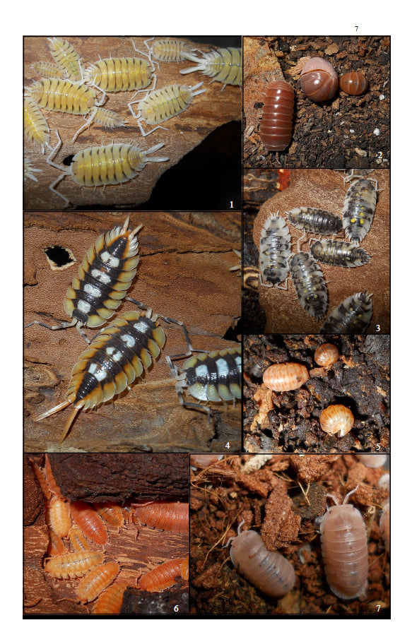 Isopods in Captivity