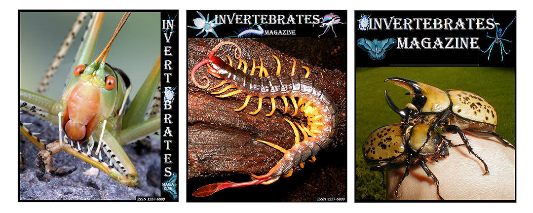 Invertebrates-Magazine and More
