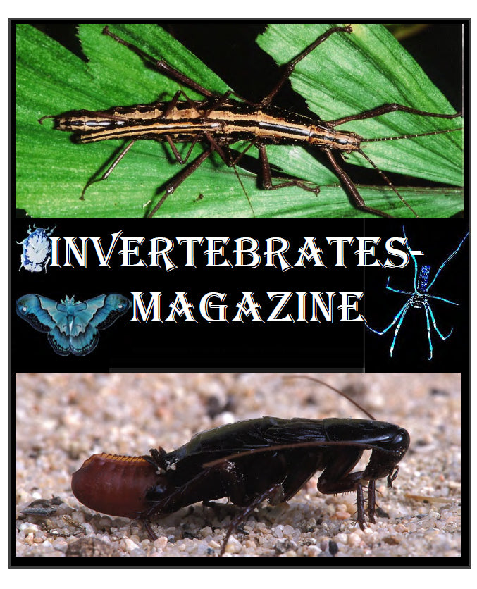 Invertebrates-Magazine (2001-2002)