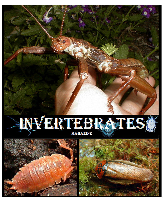 Invertebrates-Magazine (2004)