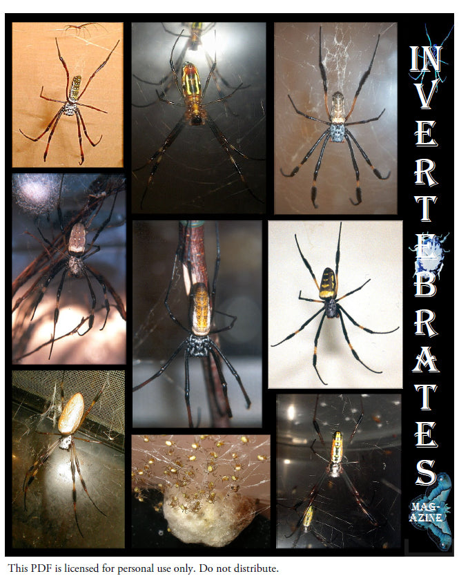 Invertebrates-Magazine (2005)