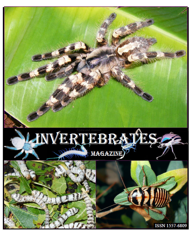 Invertebrates-Magazine (2011)