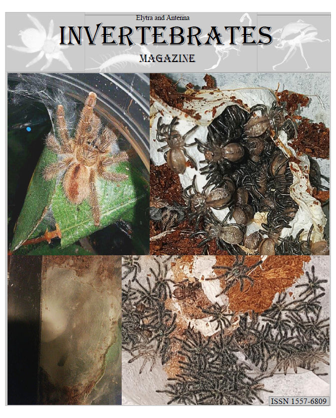 Invertebrates-Magazine (2015)