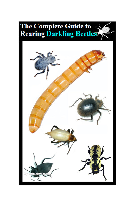 The Complete Guide to Rearing Darkling Beetles