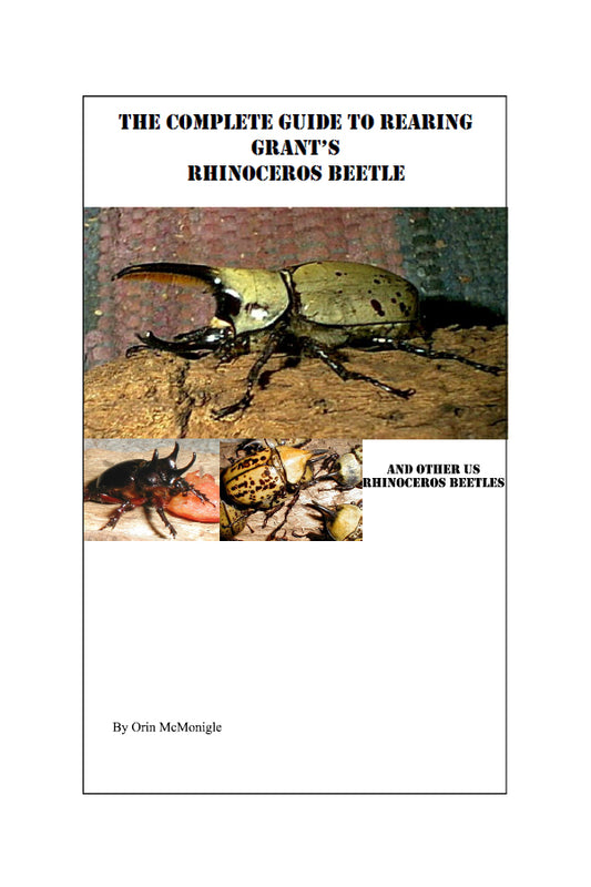 The Complete Guide to Rearing Grant's Rhinoceros Beetle