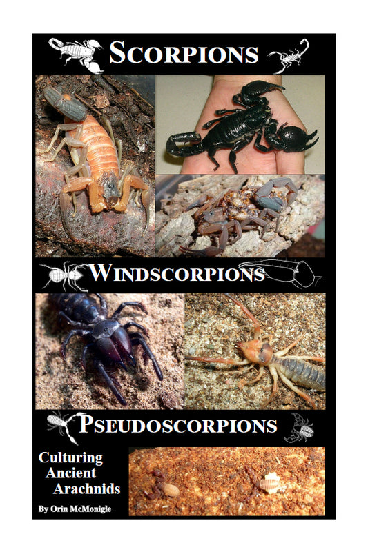 Scorpions, Windscorpions, Pseudoscorpions: Culturing Ancient Arachnids