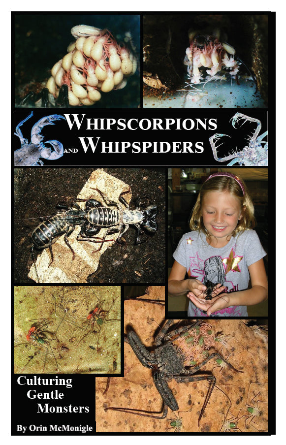 Whipscorpions and Whipspiders: Culturing Gentle Giants